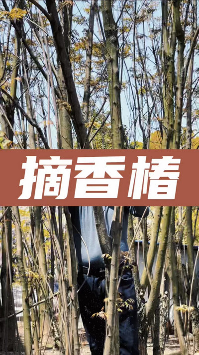 香椿雞蛋有，就缺二兩酒！