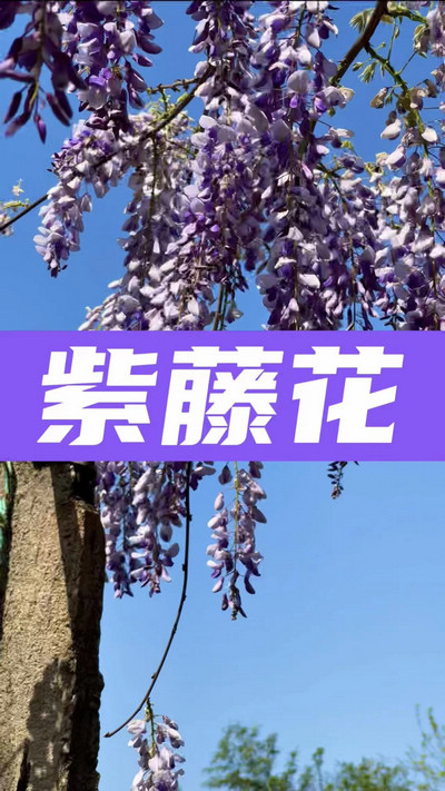 春有約，花不誤，陌上紫藤香如故。